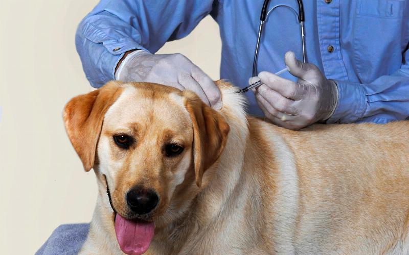Dấu hiệu chó có thai sớm: thay đổi hành vi và thể chất ban đầu